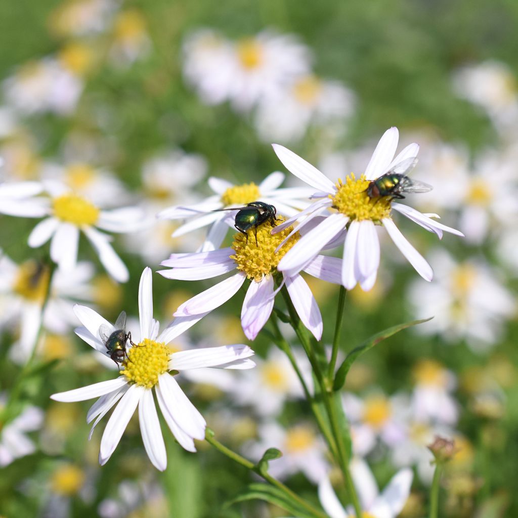 kalimeris incisa Alba