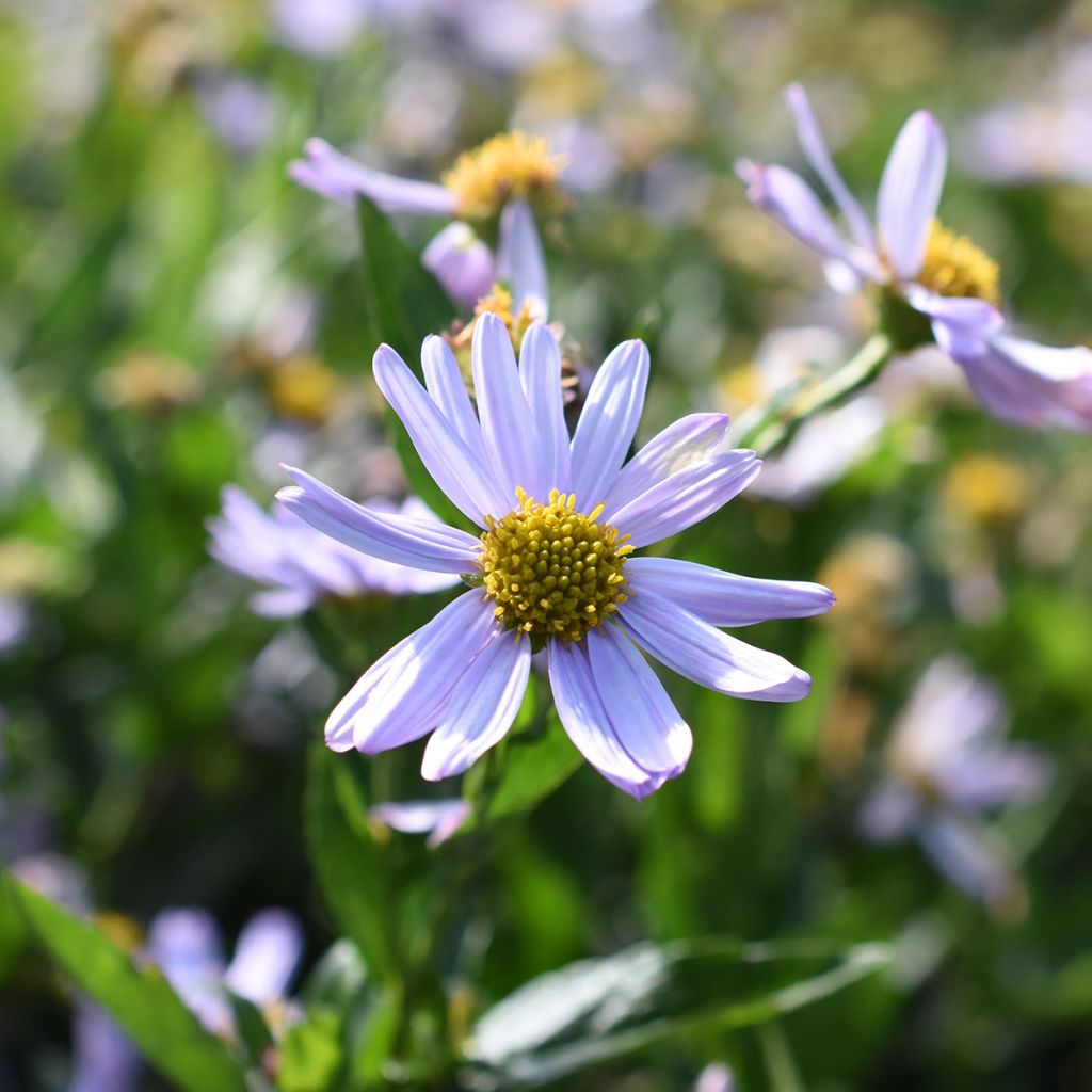 Schönaster Blue Star - Kalimeris incisa