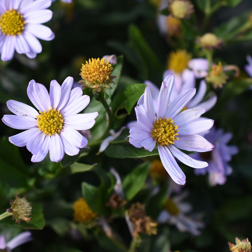 Schönaster Blue Star - Kalimeris incisa