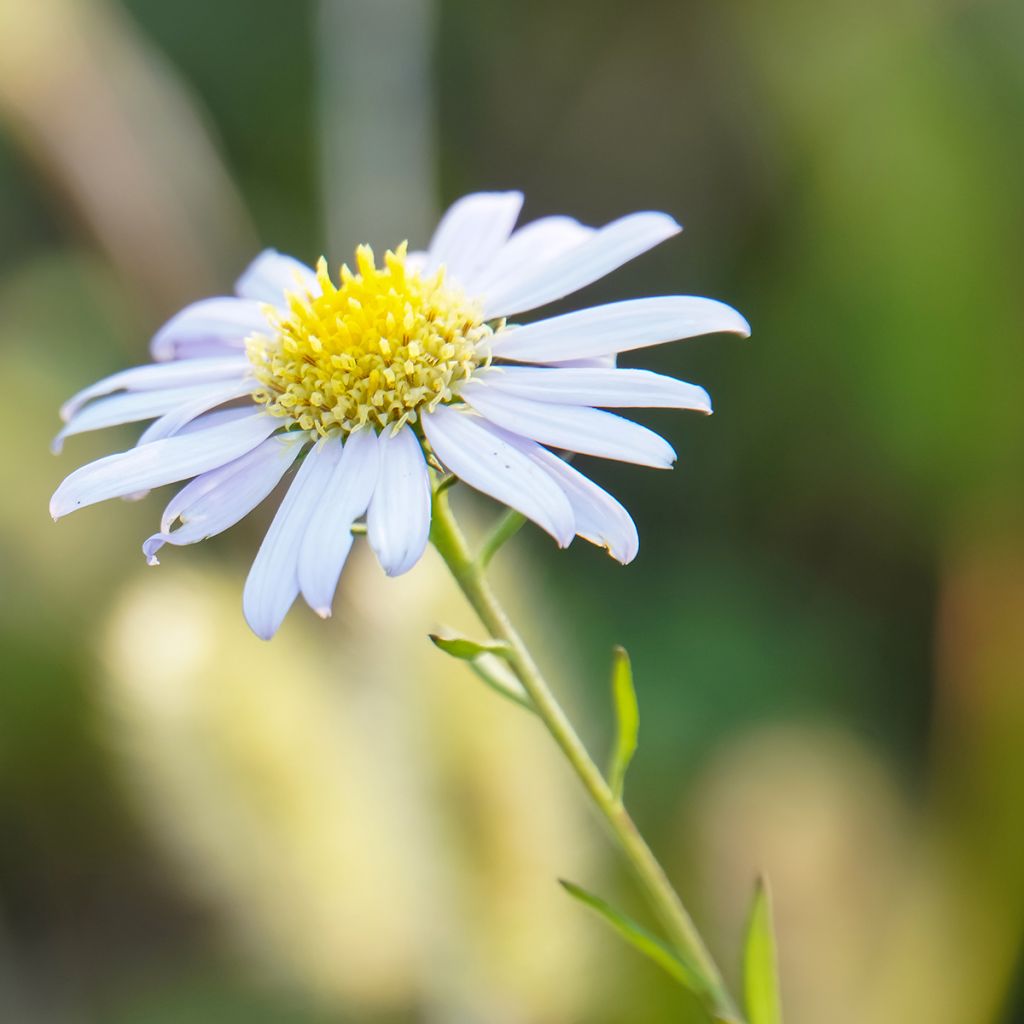 Schönaster Blue Star - Kalimeris incisa