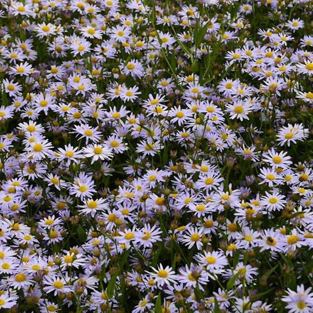 Schönaster Charlotte - Kalimeris incisa