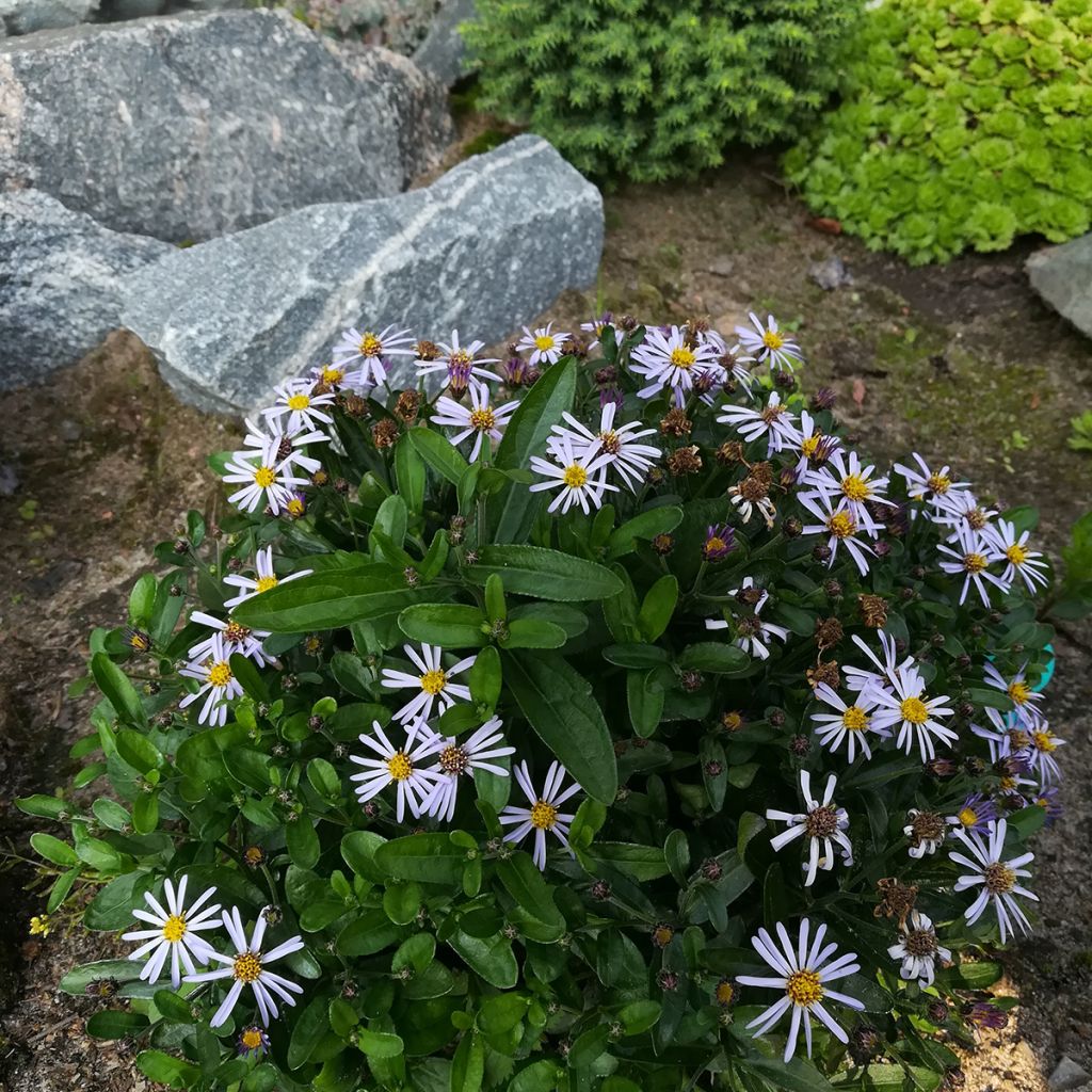 Schönaster Nana Blue - Kalimeris incisa