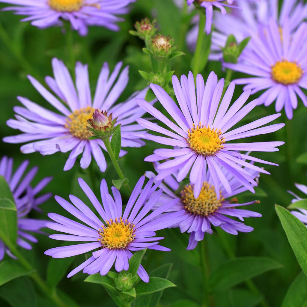 Schönaster Blue Star - Kalimeris incisa