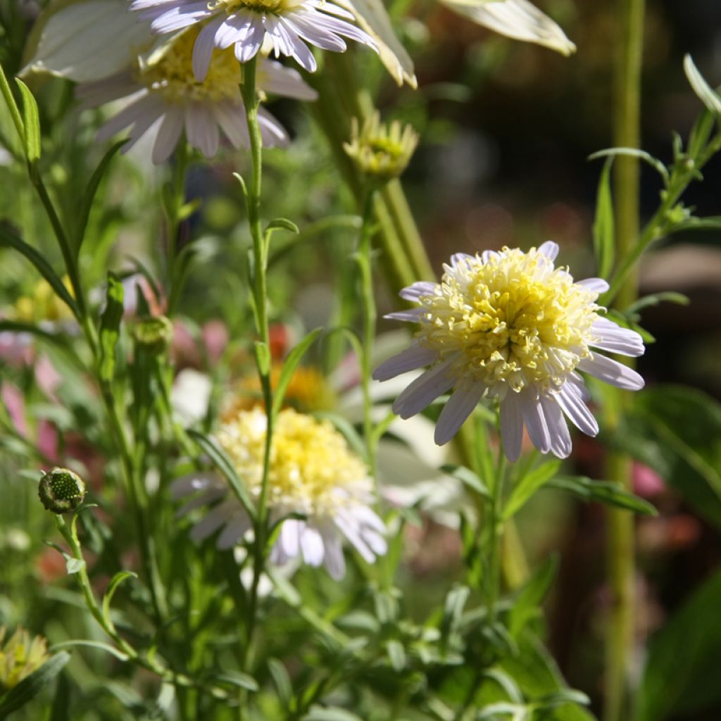 Schönaster var. hortensis - Kalimeris pinnatifida