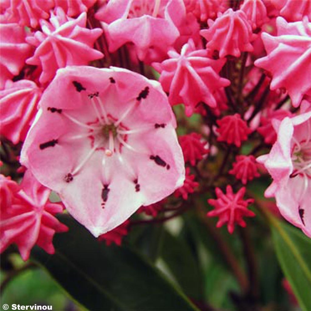 Lorbeerrose Ewa - Kalmia latifolia