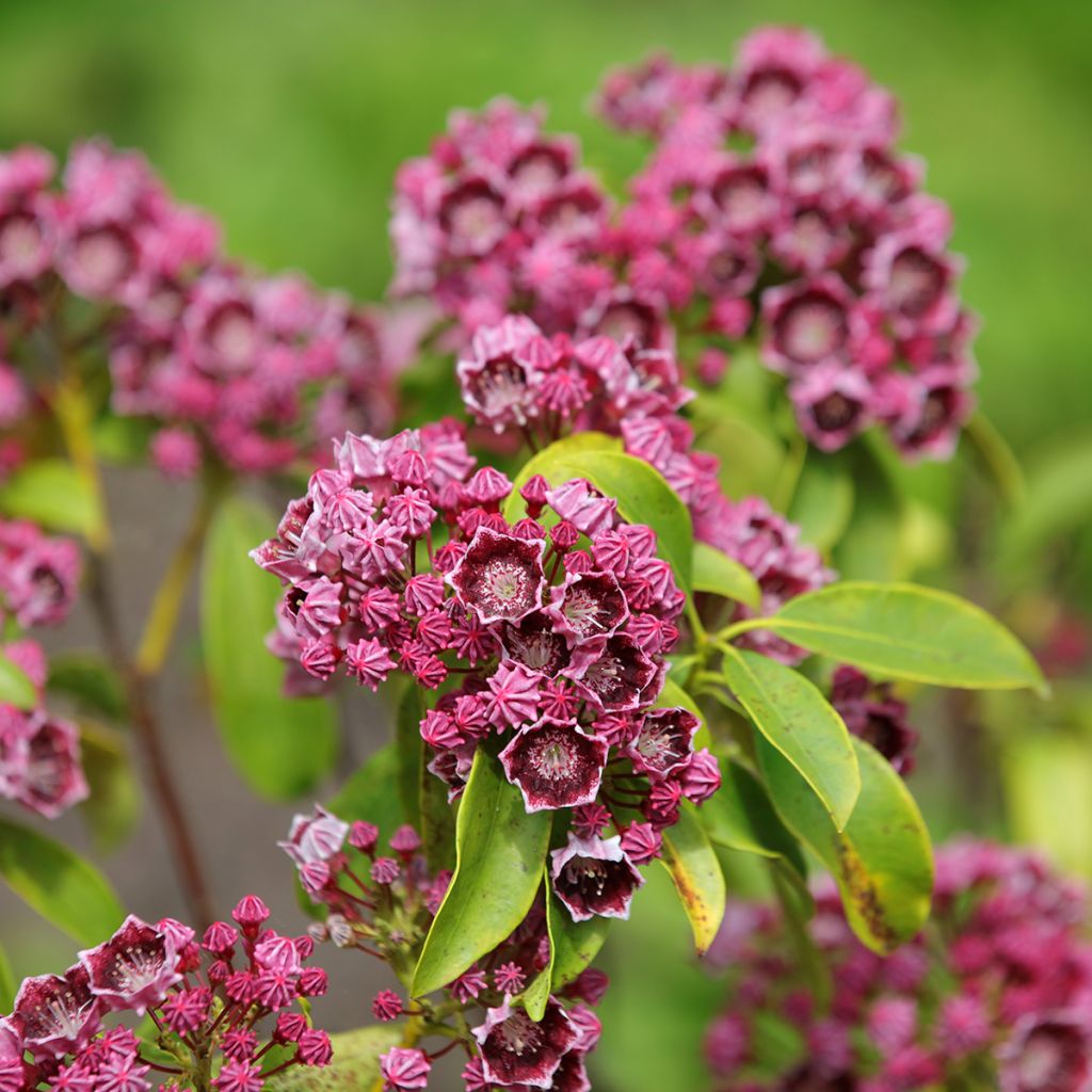 Lorbeerrose Latchmin - Kalmia latifolia