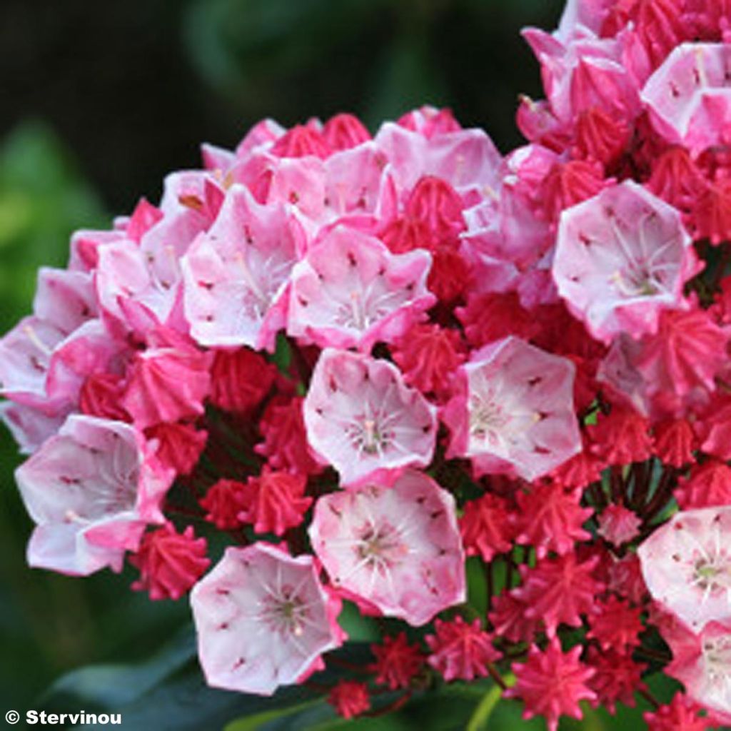 Lorbeerrose Olympic Fire - Kalmia latifolia