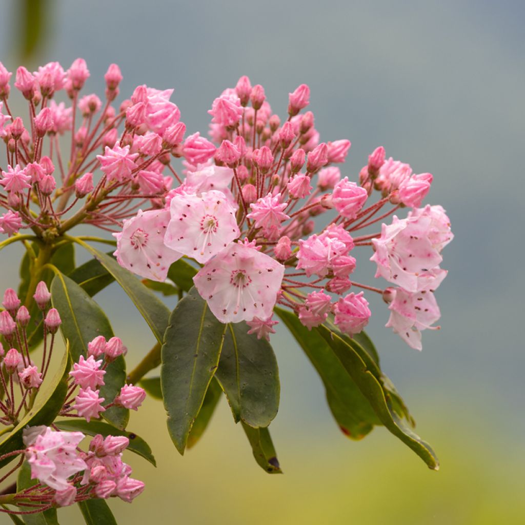 Lorbeerrose Olympic Fire - Kalmia latifolia