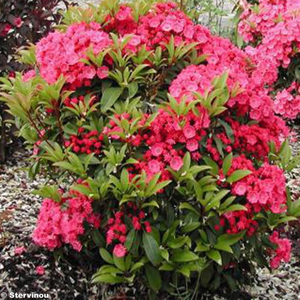 Lorbeerrose Pink Charm - Kalmia latifolia