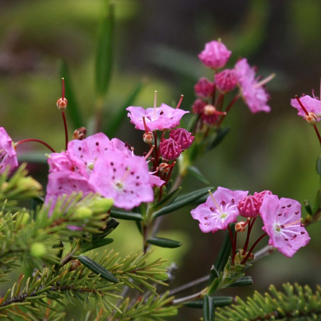 Zwerg-Berglorbeer - Kalmia polifolia