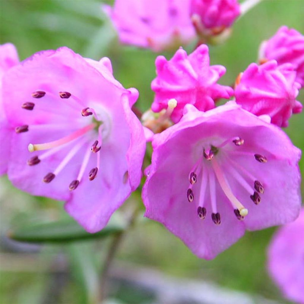 Kalmia polifolia - Kalmia à feuilles d'andromède