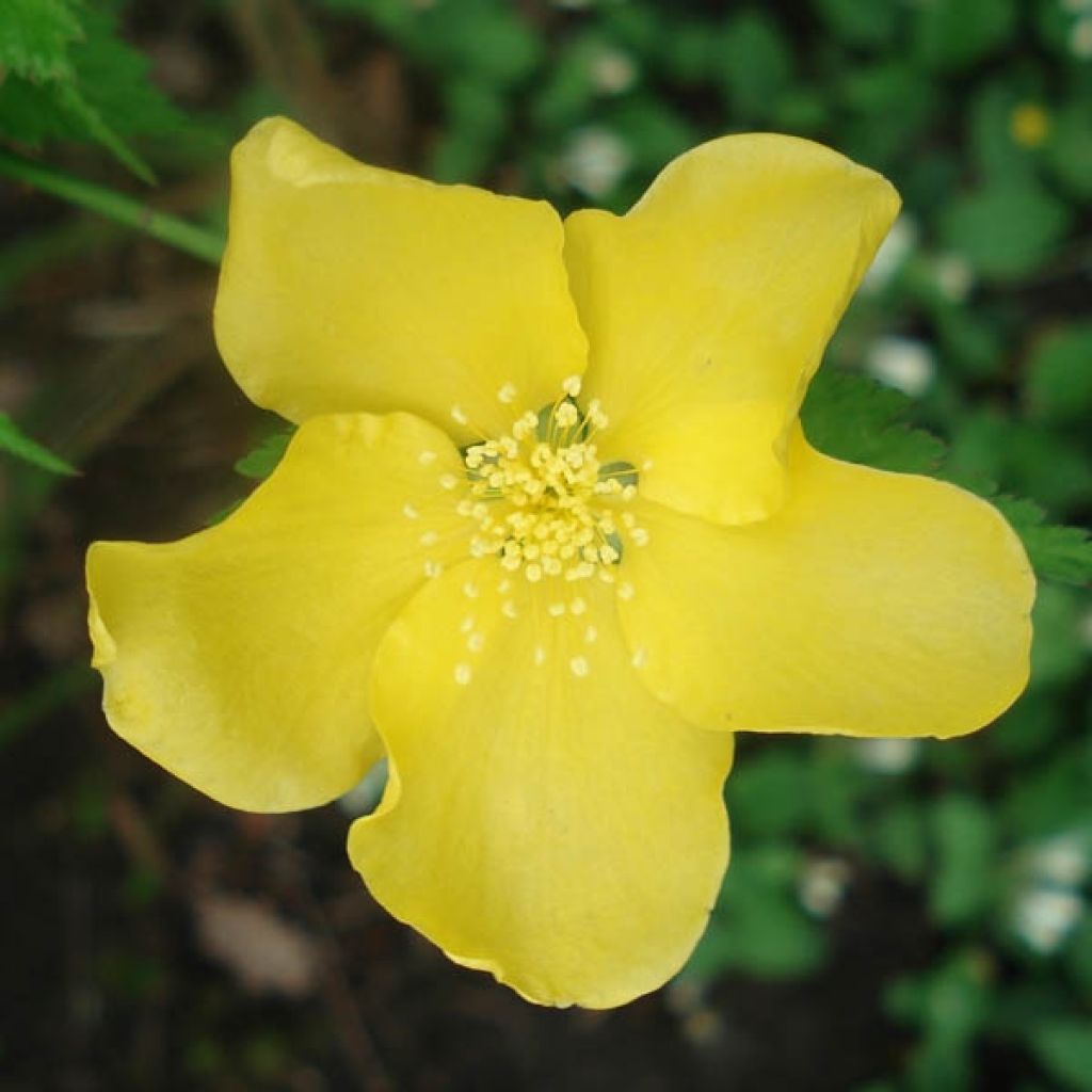 Goldröschen Golden Guinea - Kerria japonica