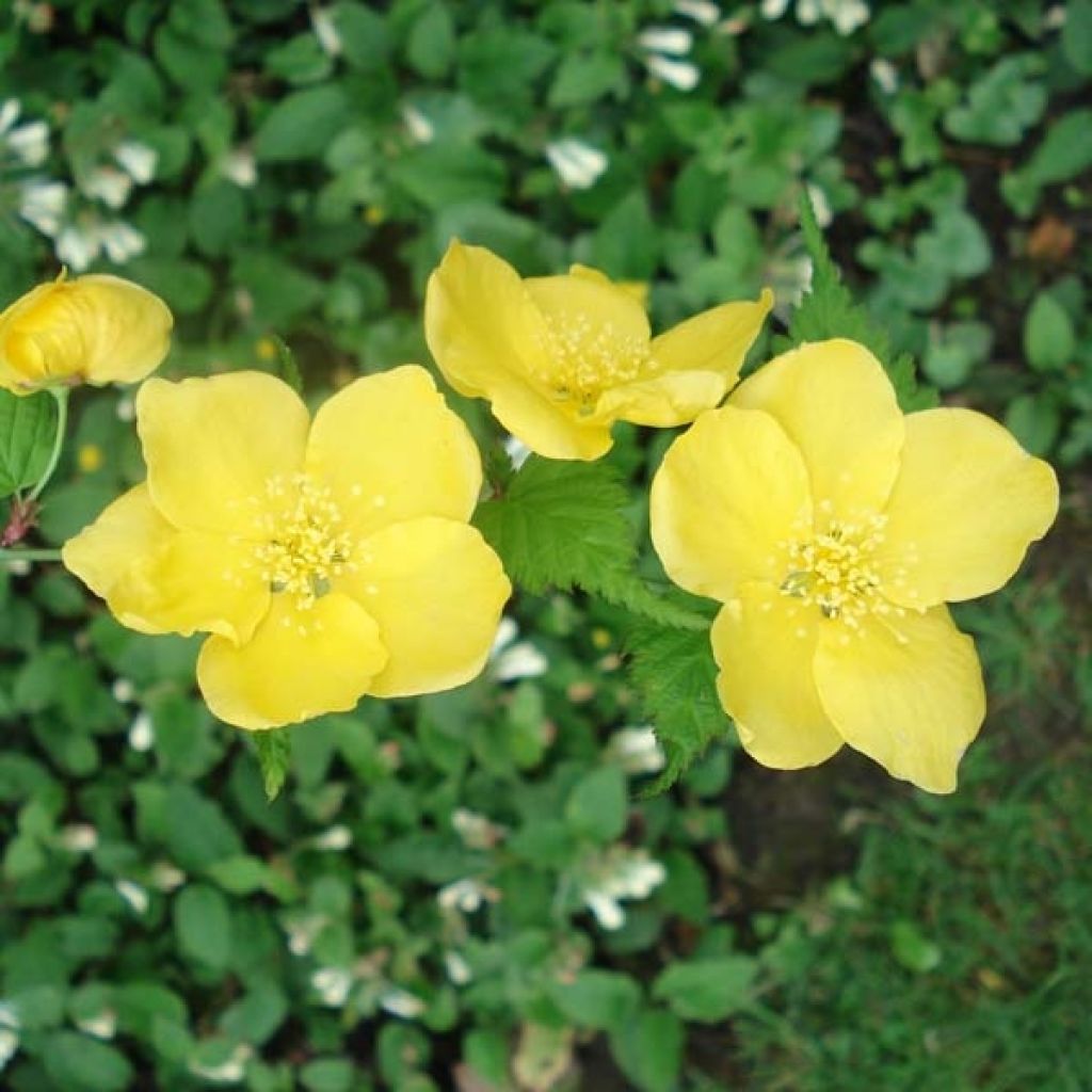 Goldröschen Golden Guinea - Kerria japonica