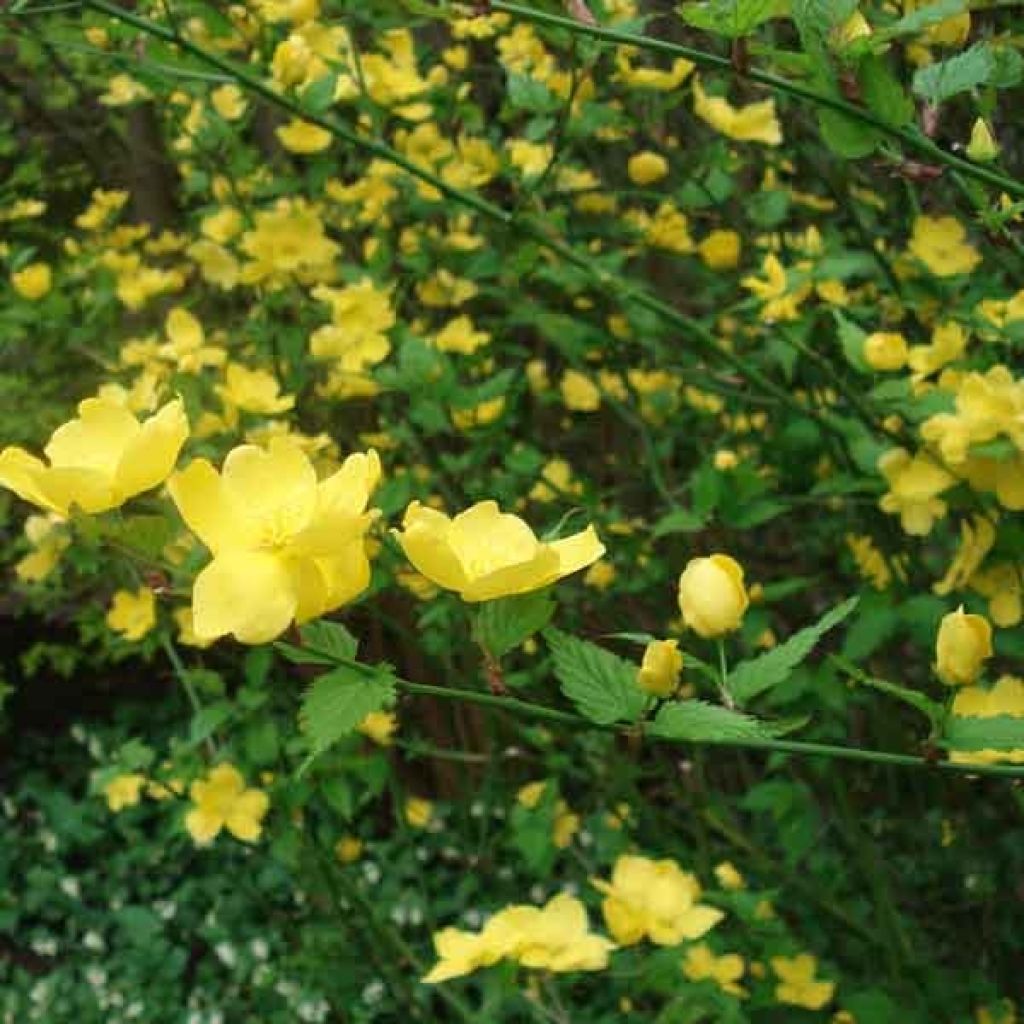 Goldröschen Golden Guinea - Kerria japonica