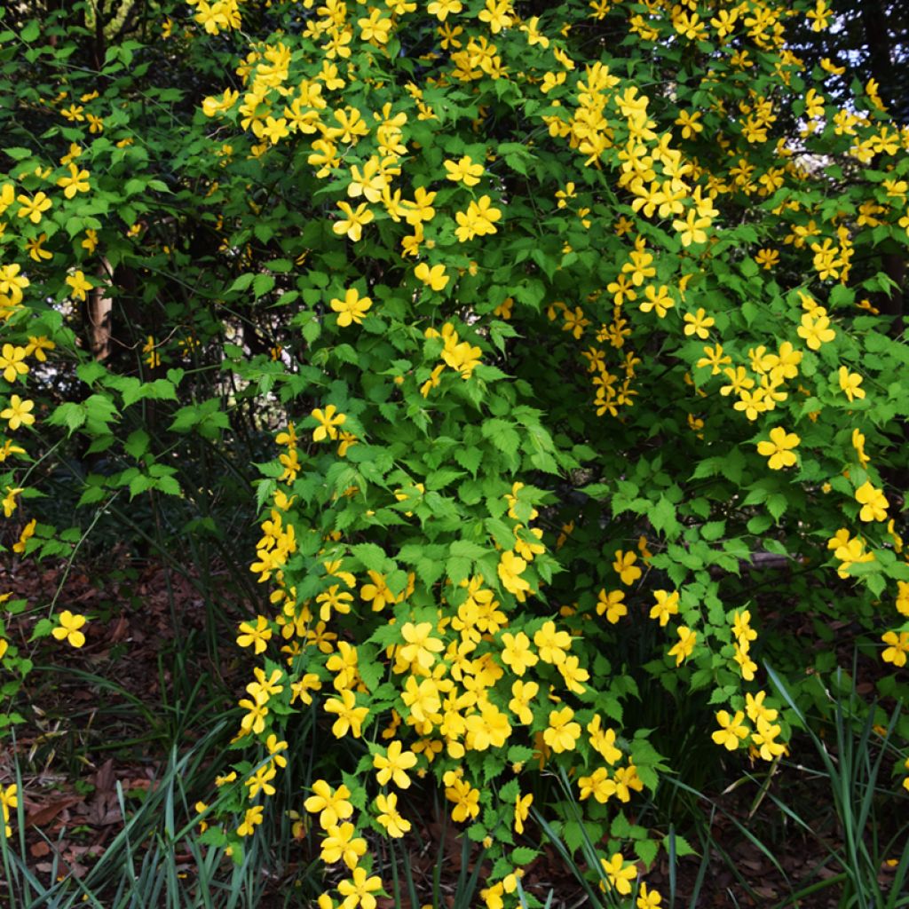 Goldröschen Golden Guinea - Kerria japonica