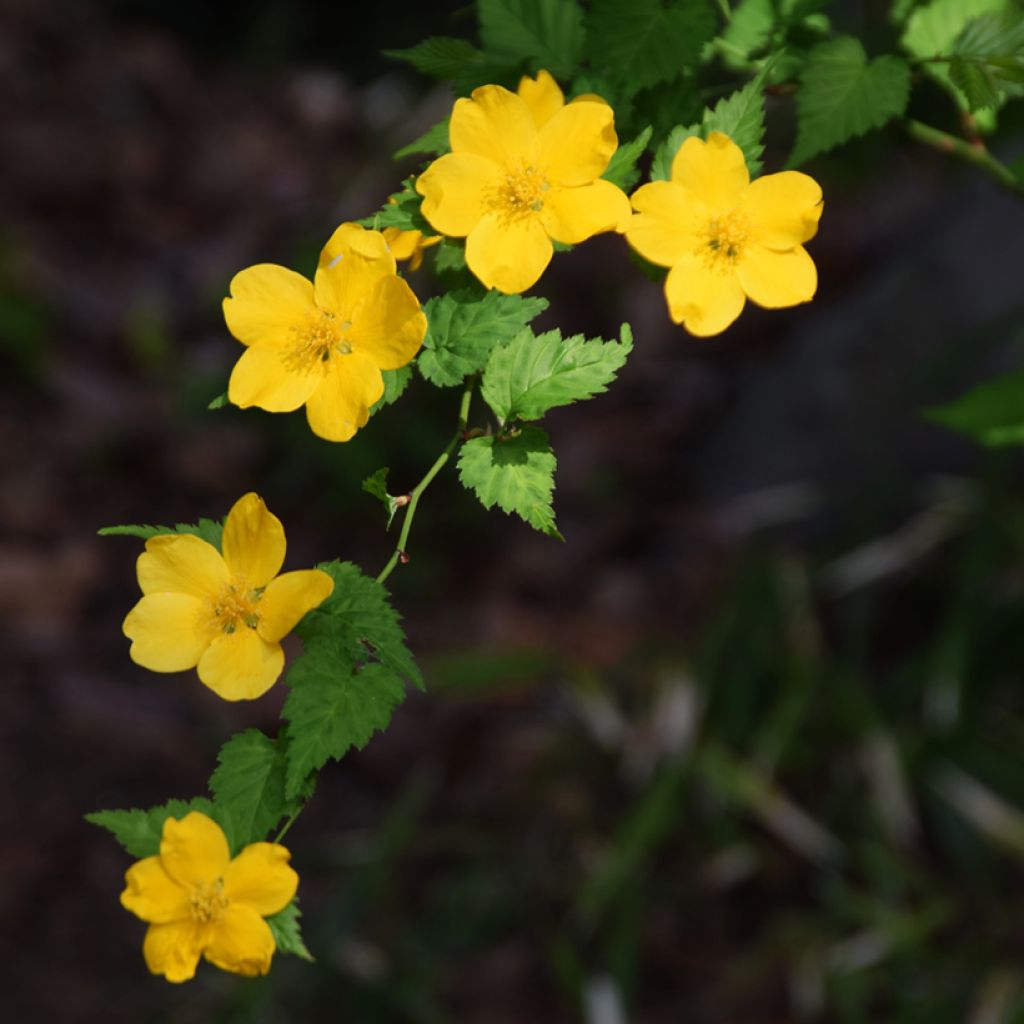 Goldröschen Golden Guinea - Kerria japonica