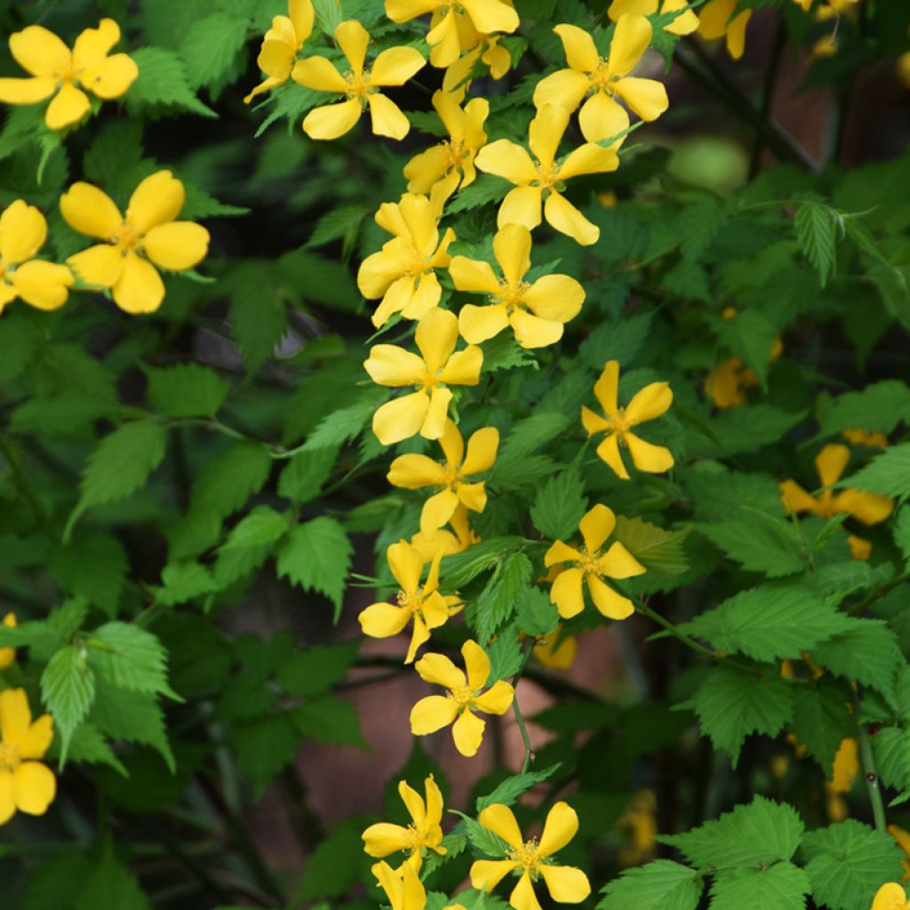 Goldröschen Golden Guinea - Kerria japonica