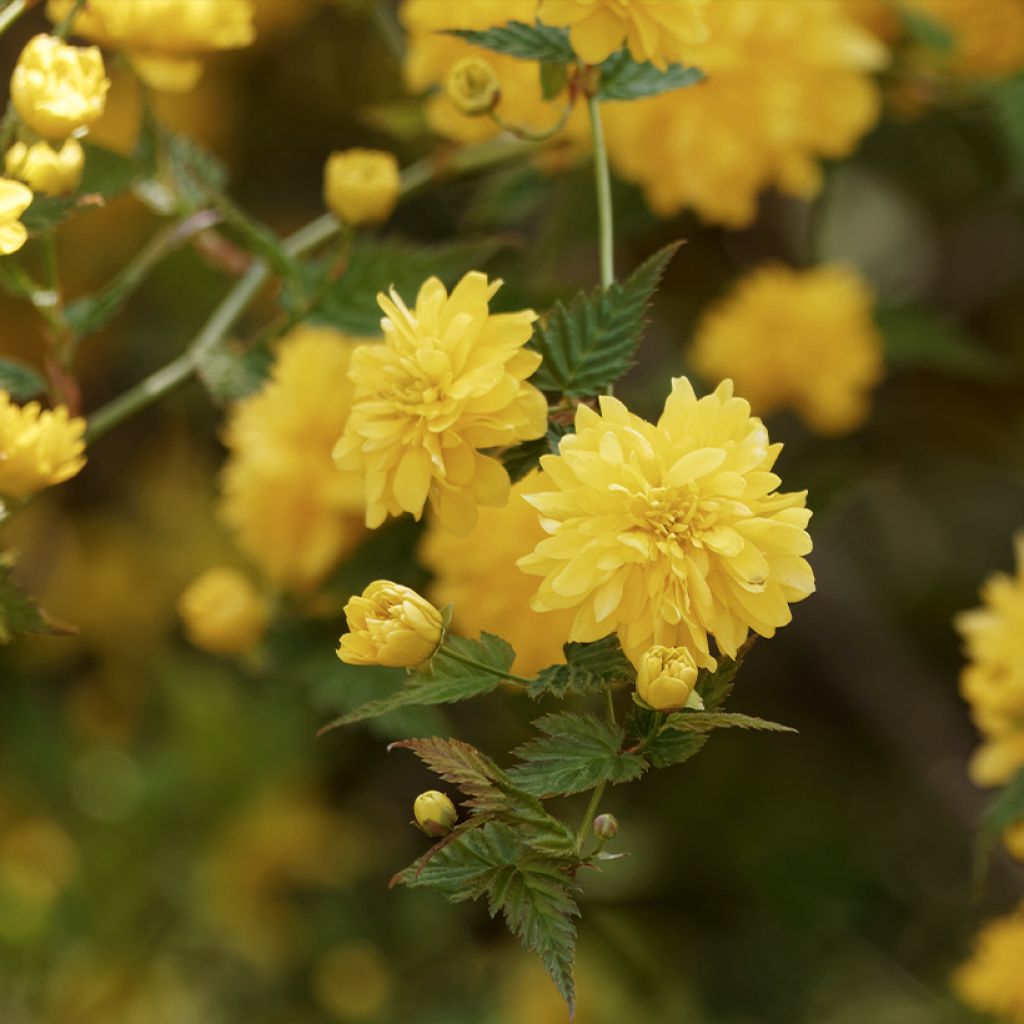 Goldröschen Pleniflora - Kerria japonica