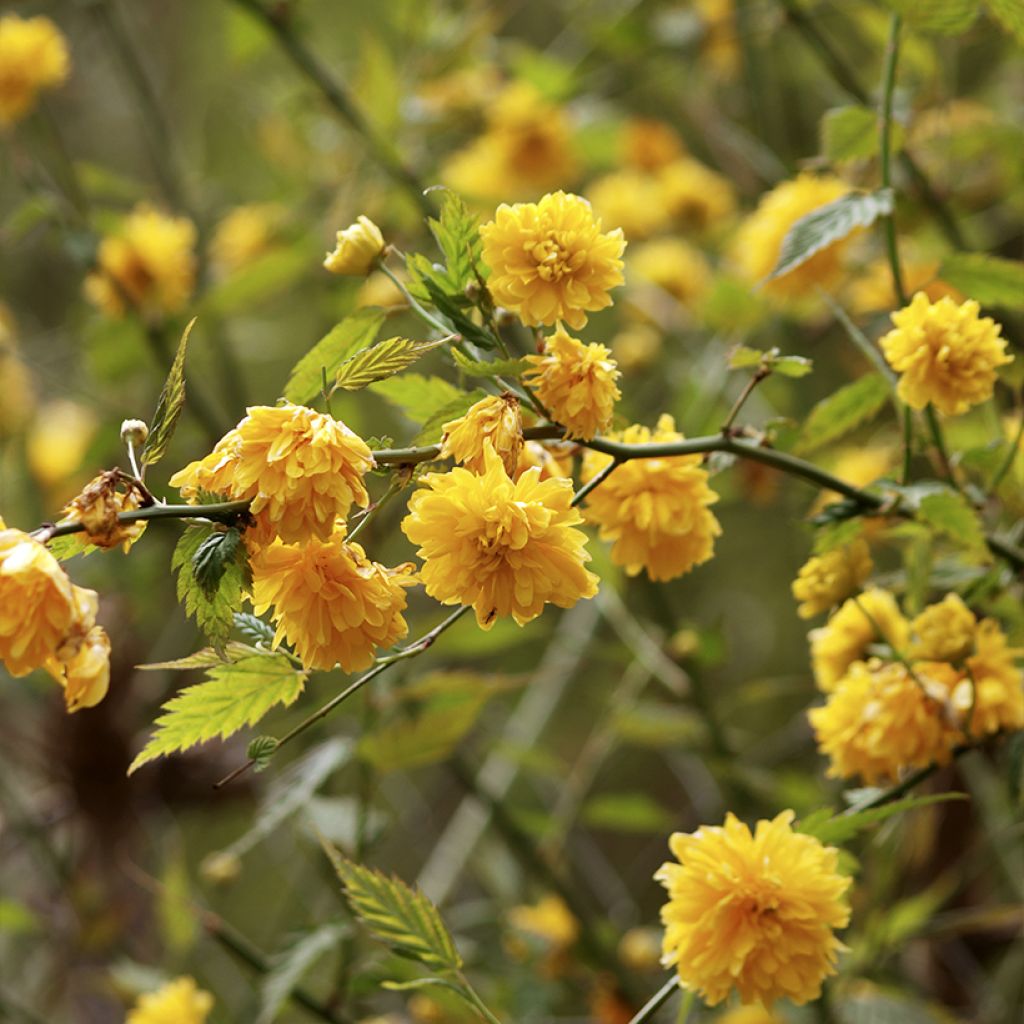 Goldröschen Pleniflora - Kerria japonica