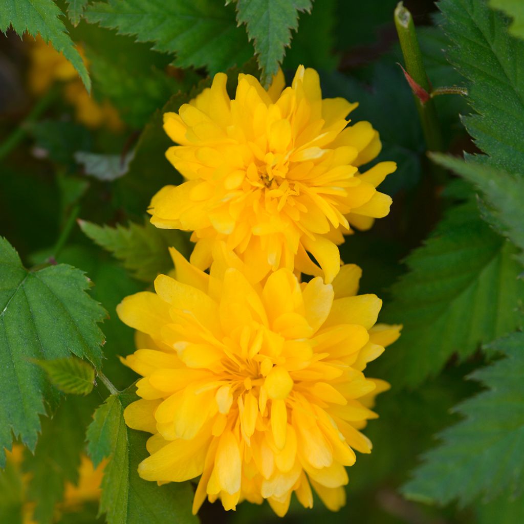 Goldröschen Pleniflora - Kerria japonica