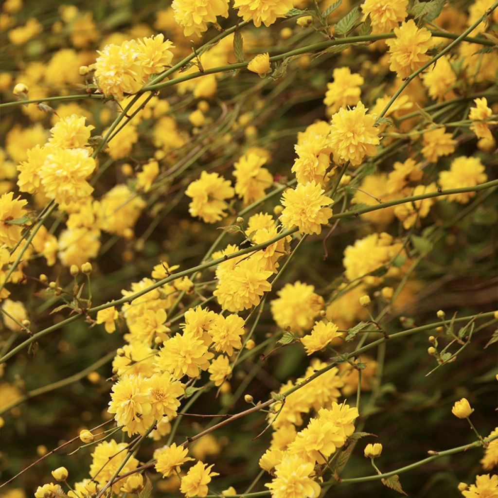 Goldröschen Pleniflora - Kerria japonica