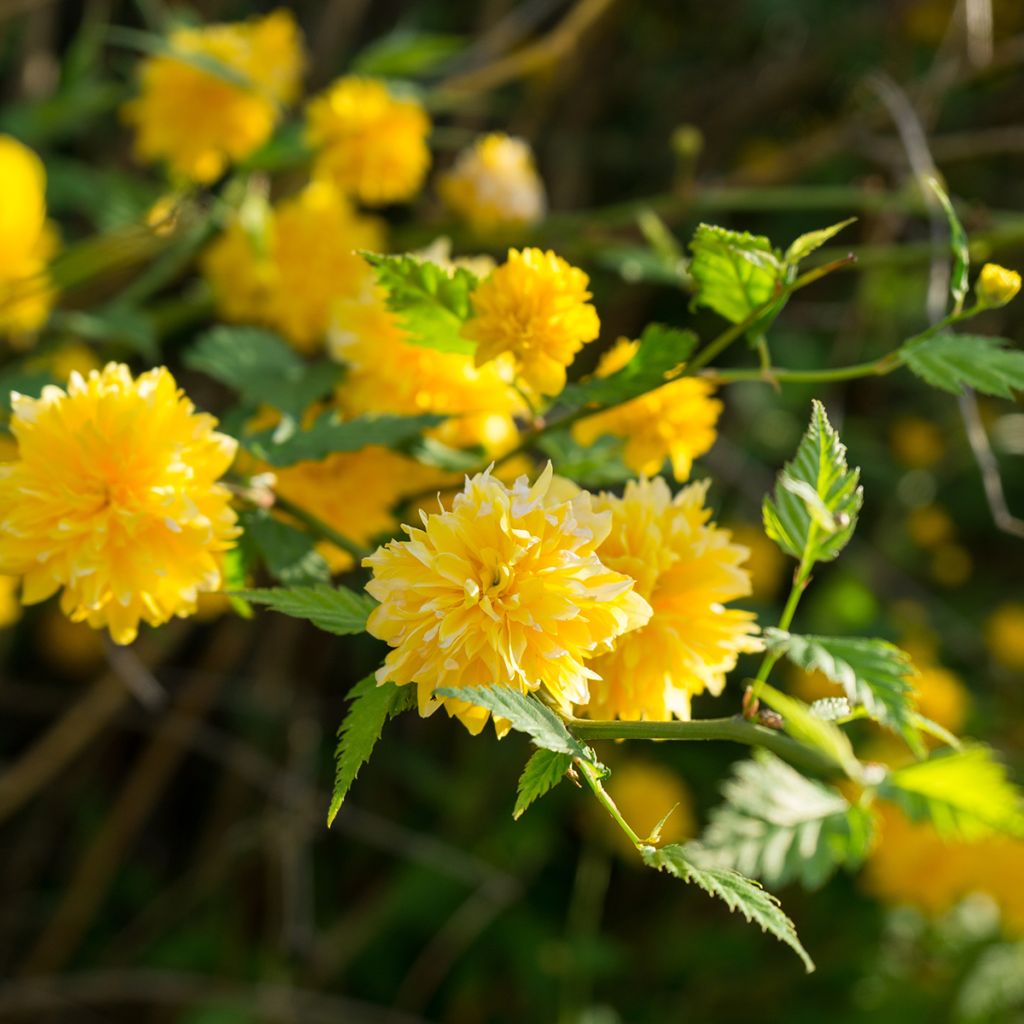 Goldröschen Pleniflora - Kerria japonica