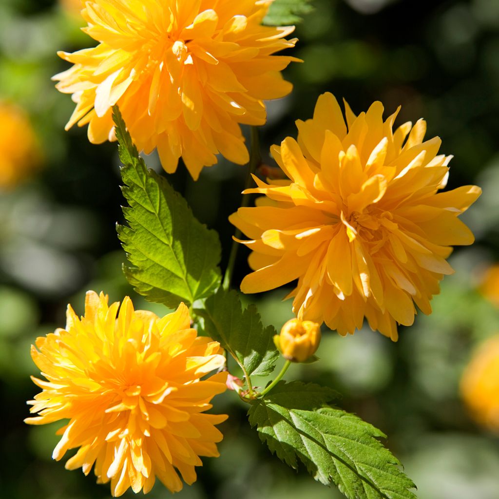 Goldröschen Pleniflora - Kerria japonica