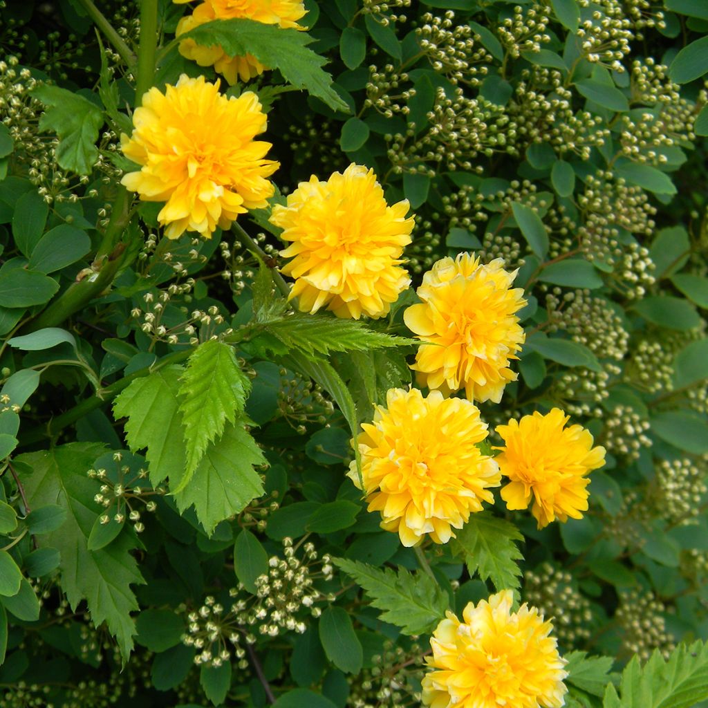 Goldröschen Pleniflora - Kerria japonica