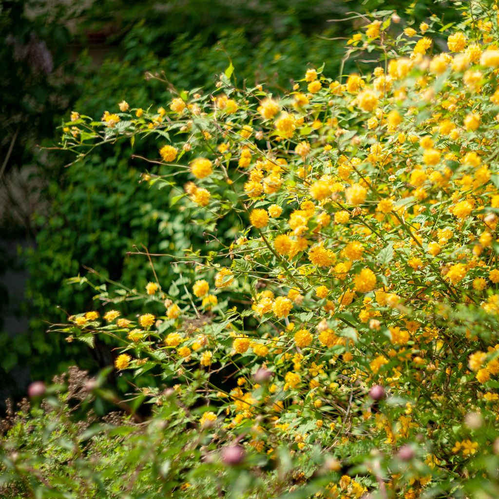 Goldröschen Pleniflora - Kerria japonica