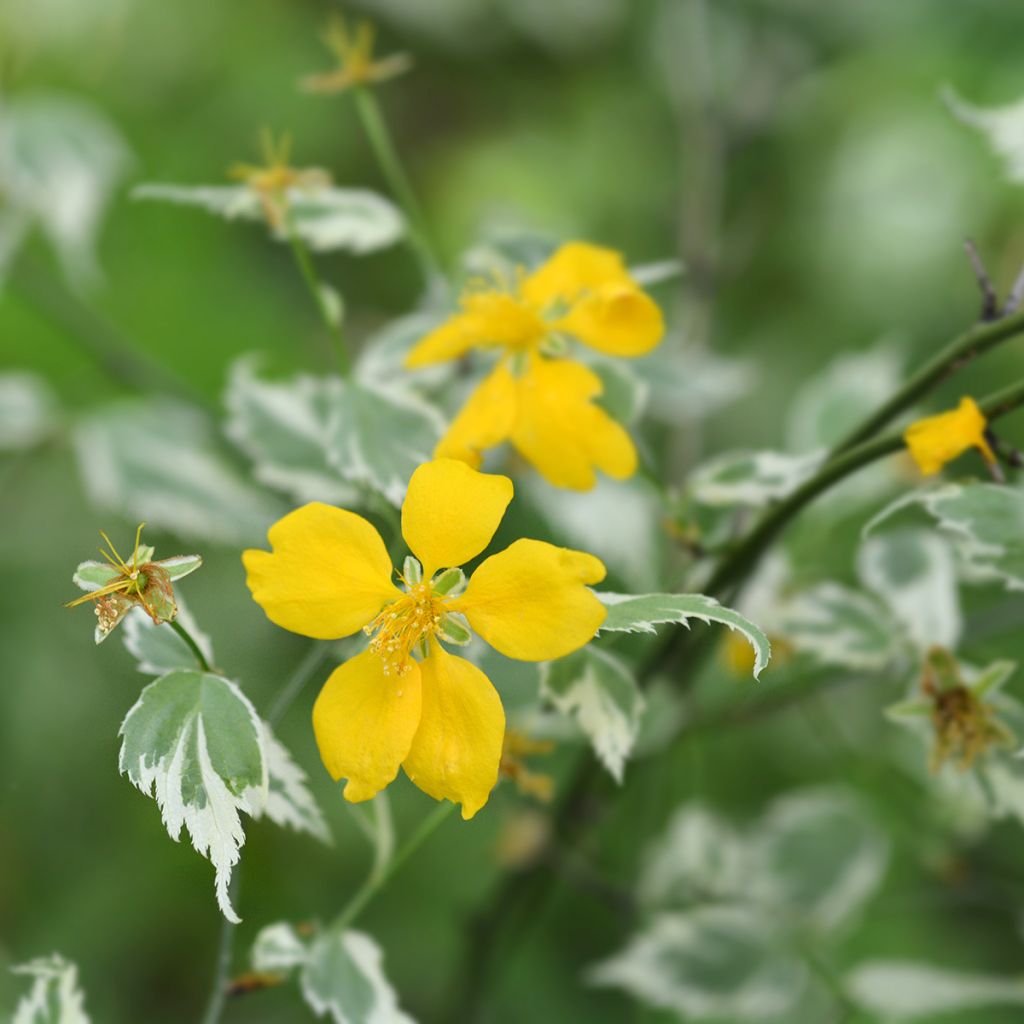 Goldröschen Picta - Kerria japonica