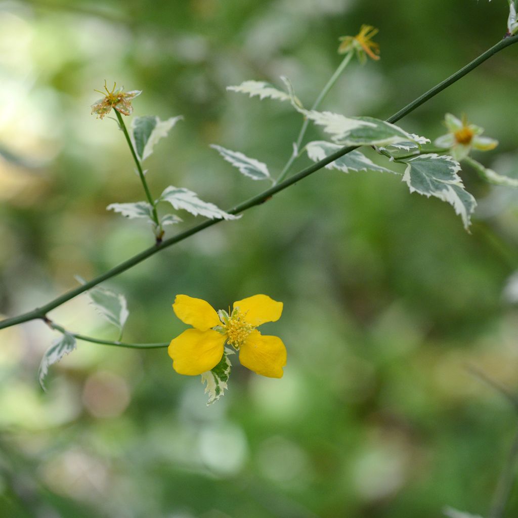 Corête du Japon panaché - Kerria Japonica Picta