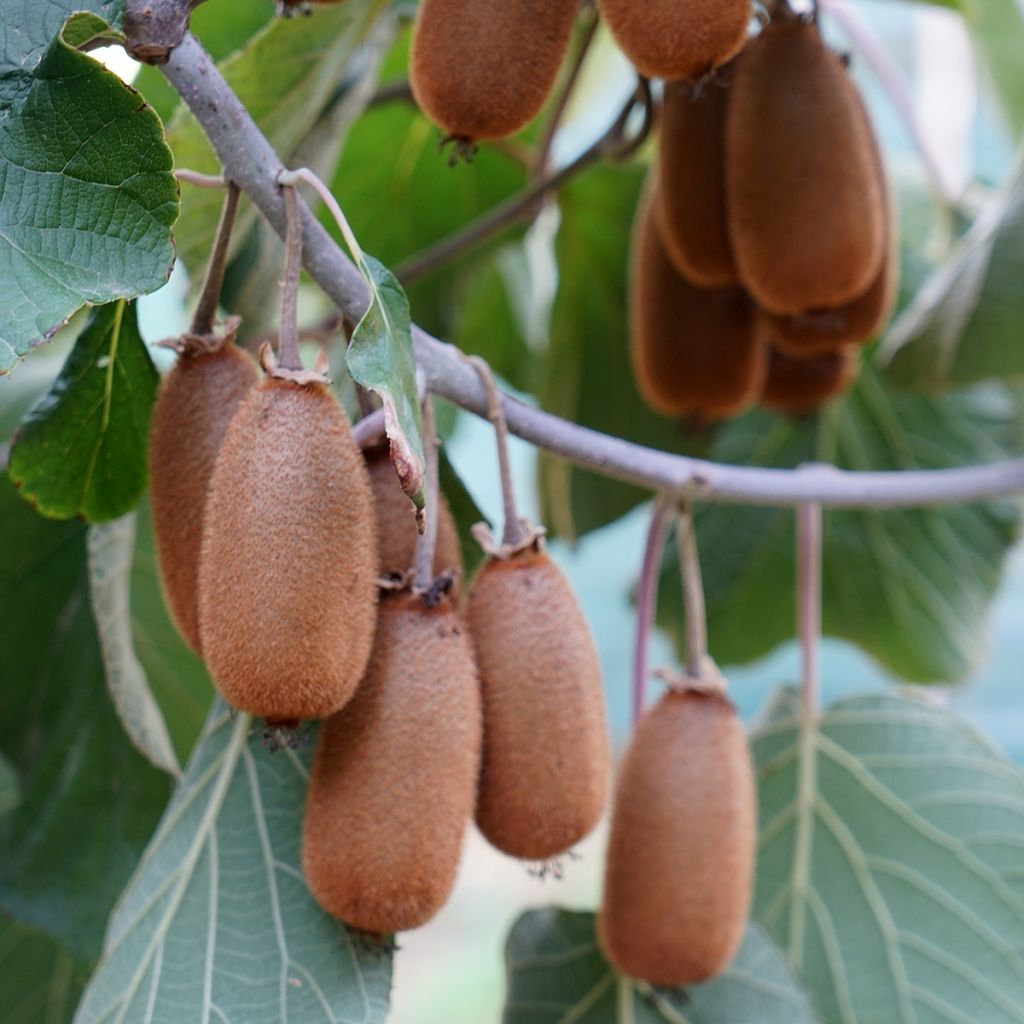 Kiwi femelle - Actinidia chinensis Bruno