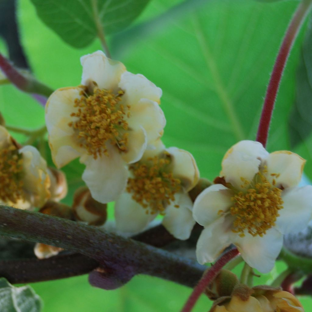 Kiwi Atlas (mâle) - Actinidia deliciosa