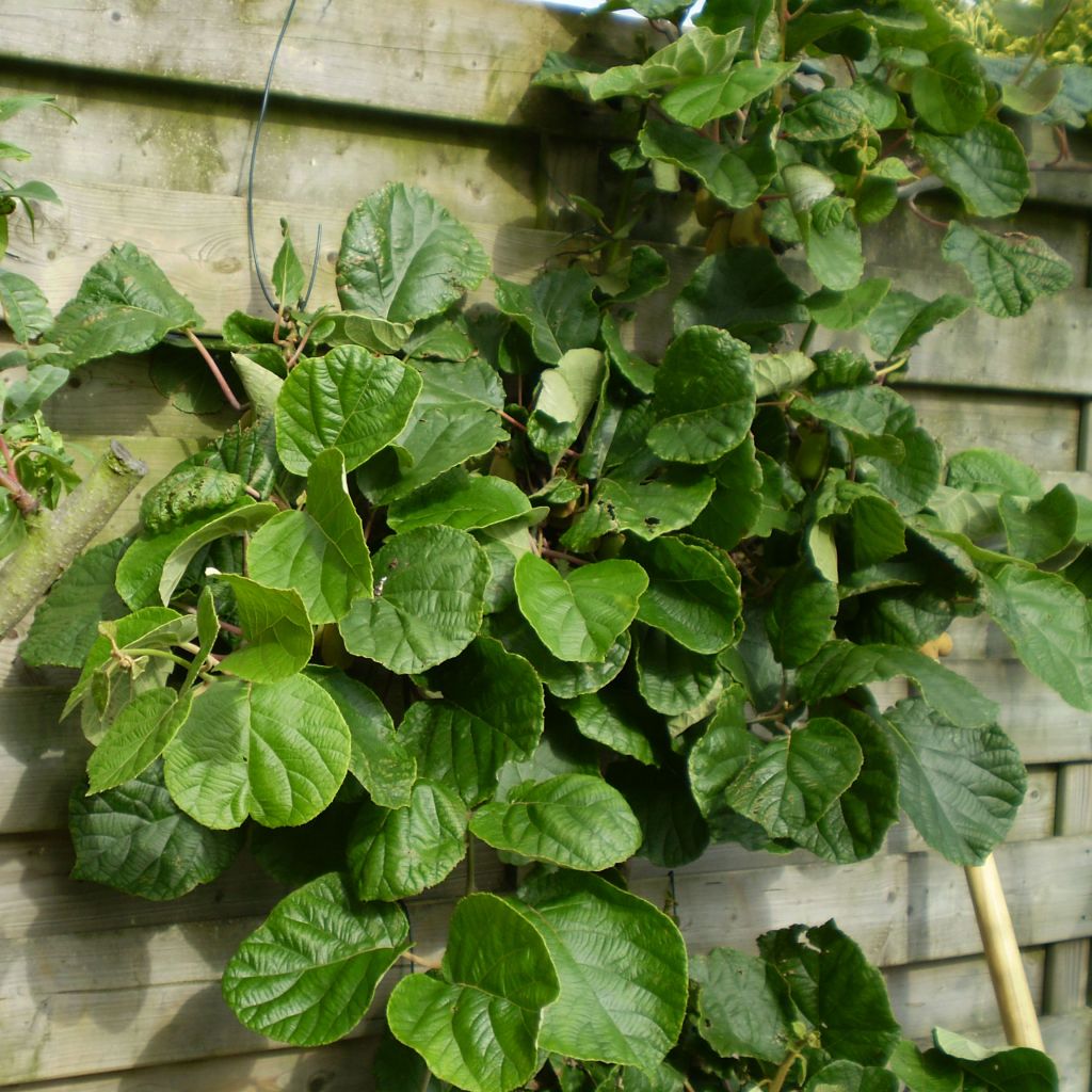 Kiwi Atlas (mâle) - Actinidia deliciosa