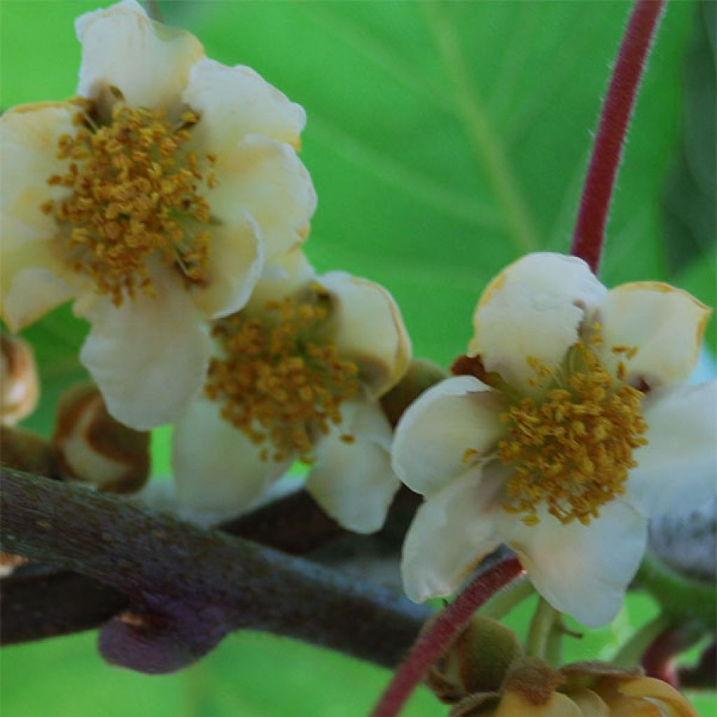 Actinidia deliciosa Atlas - Chinesischer Strahlengriffel