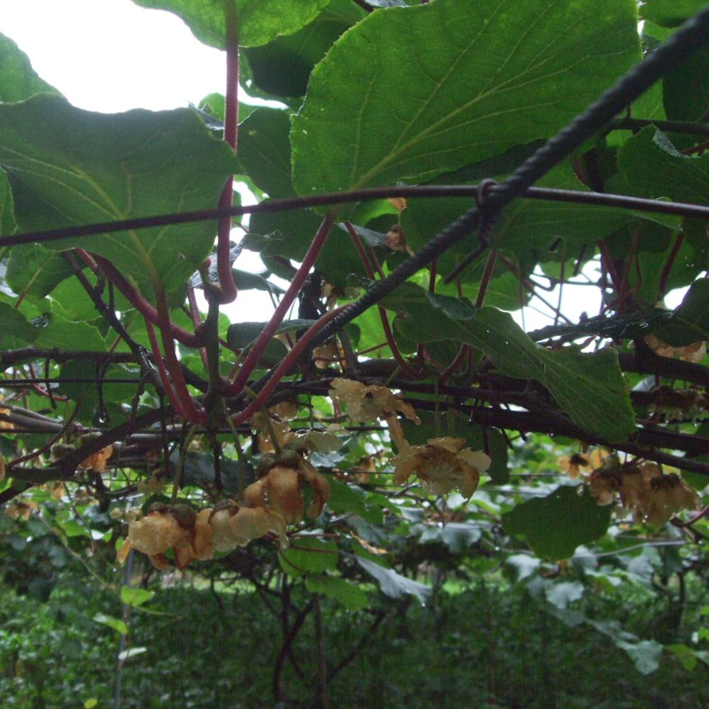 Actinidia chinensis Golden Delight (Weiblich) - Chinesischer Strahlengriffel