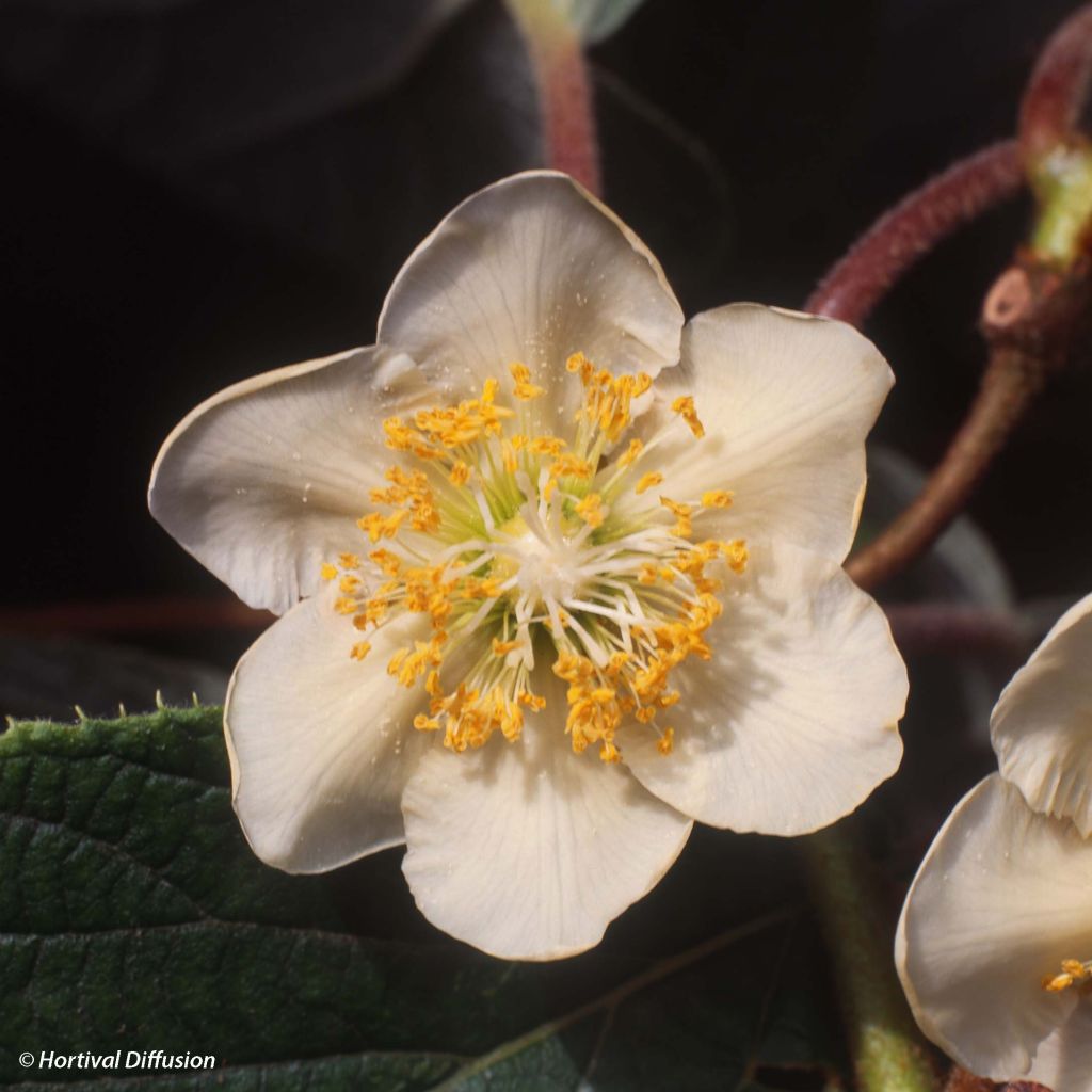 Actinidia chinensis Minkimale (Männlich) - Chinesischer Strahlengriffel