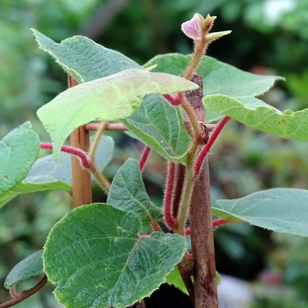 Kiwi Tomuri (mâle) - Actinidia deliciosa 