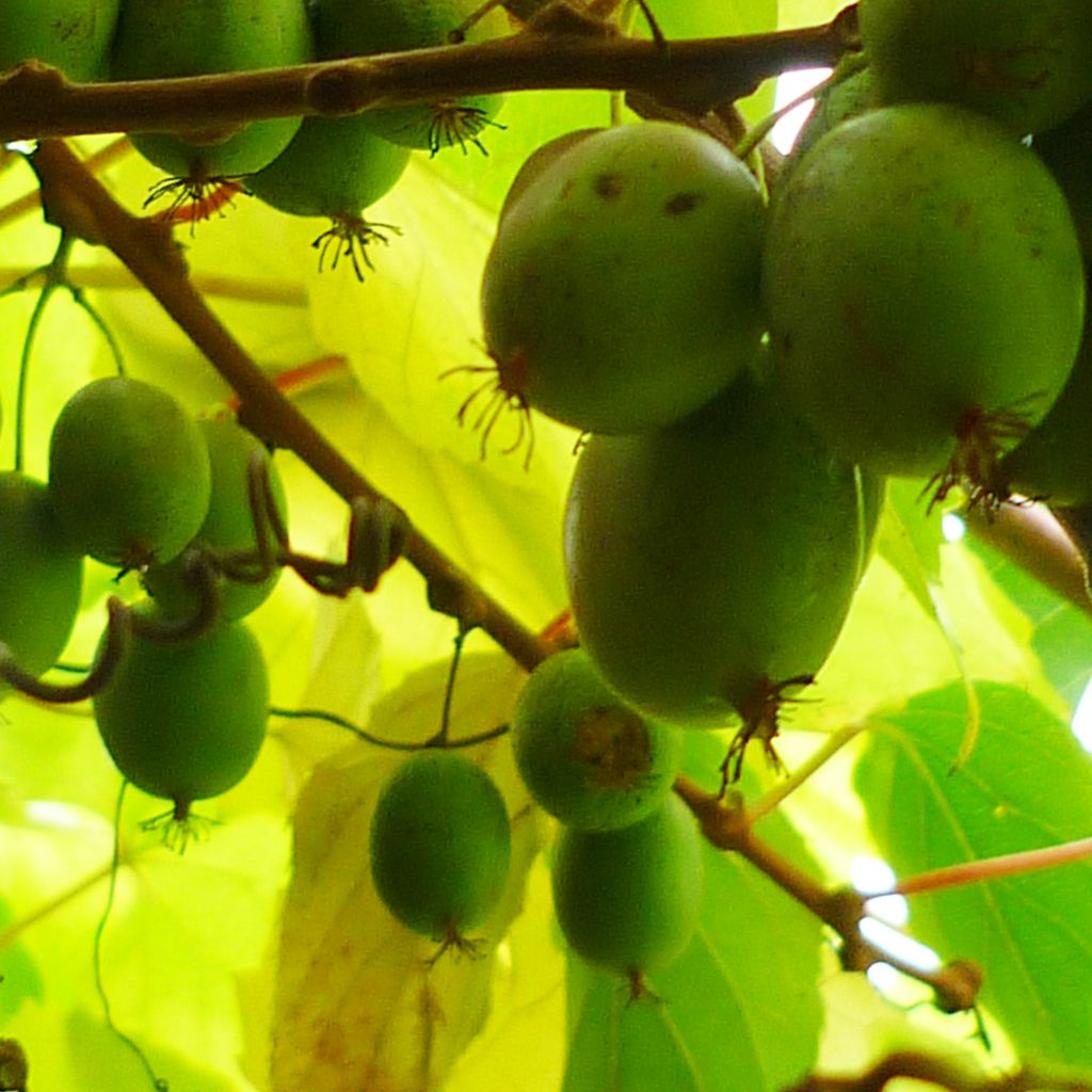 Actinidia arguta Bayern (Weiblich) - Zwerg Kiwi