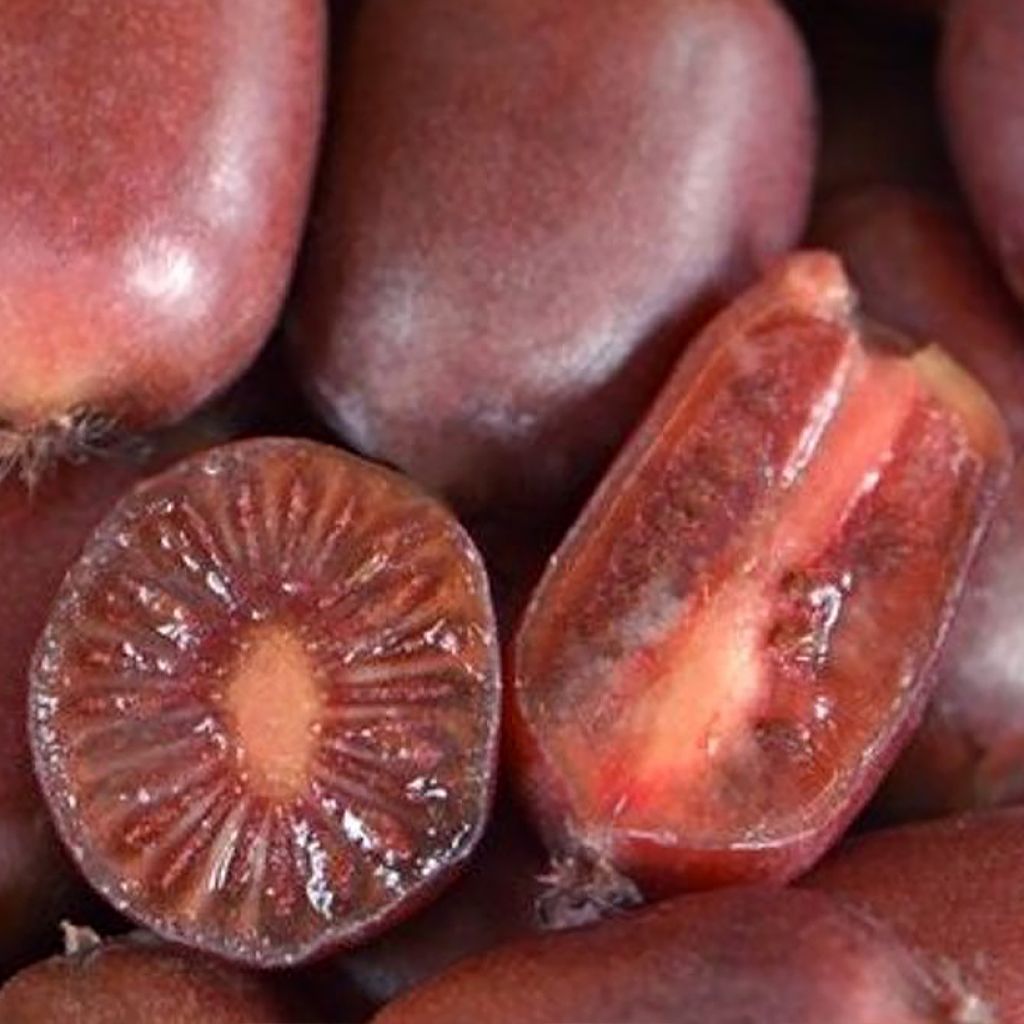 Actinidia arguta Scarlet September (Weiblich) - Zwerg Kiwi