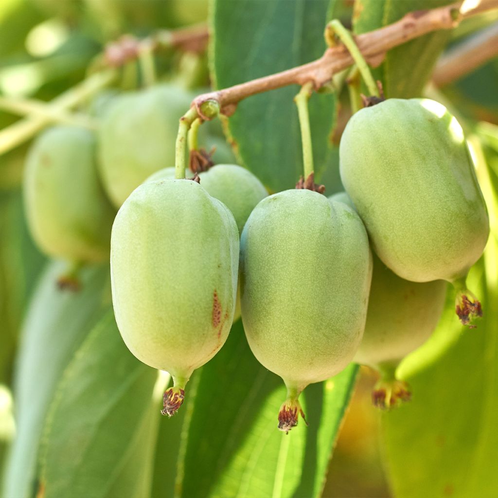 Actinidia arguta Super Jumbo (Weiblich) - Zwerg Kiwi