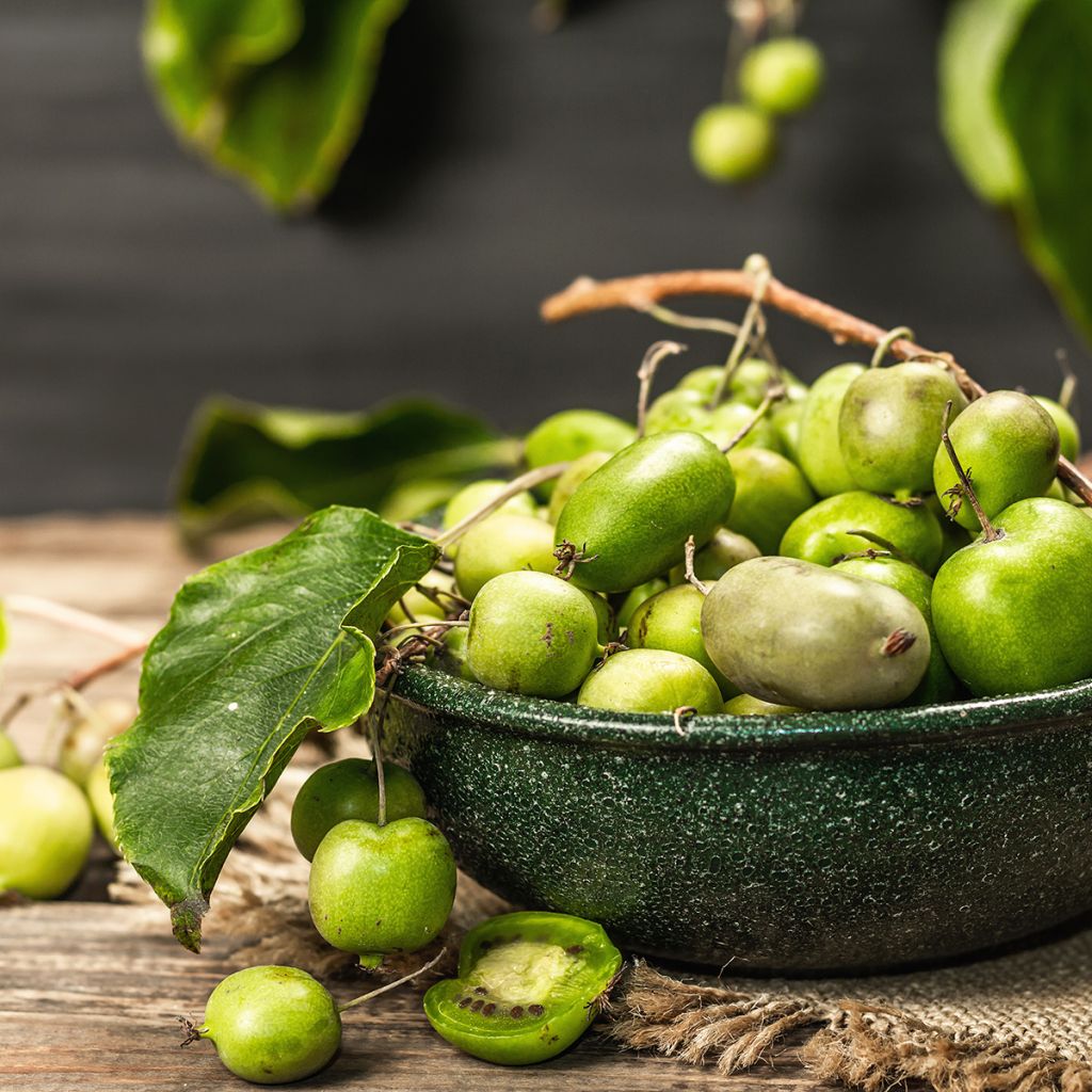 Actinidia arguta Vitikiwi - Zwerg Kiwi