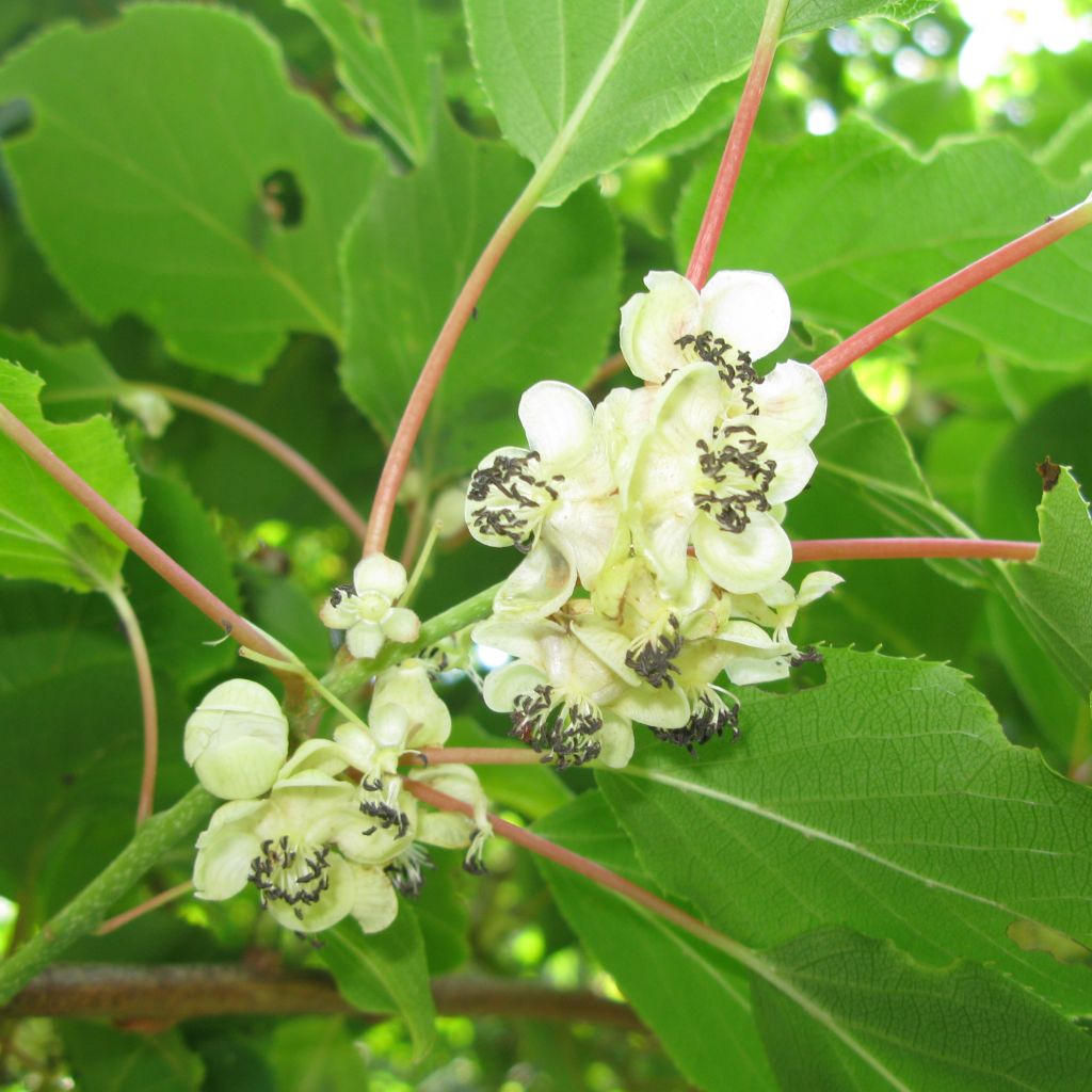 Actinidia arguta Weikii - Zwerg Kiwi