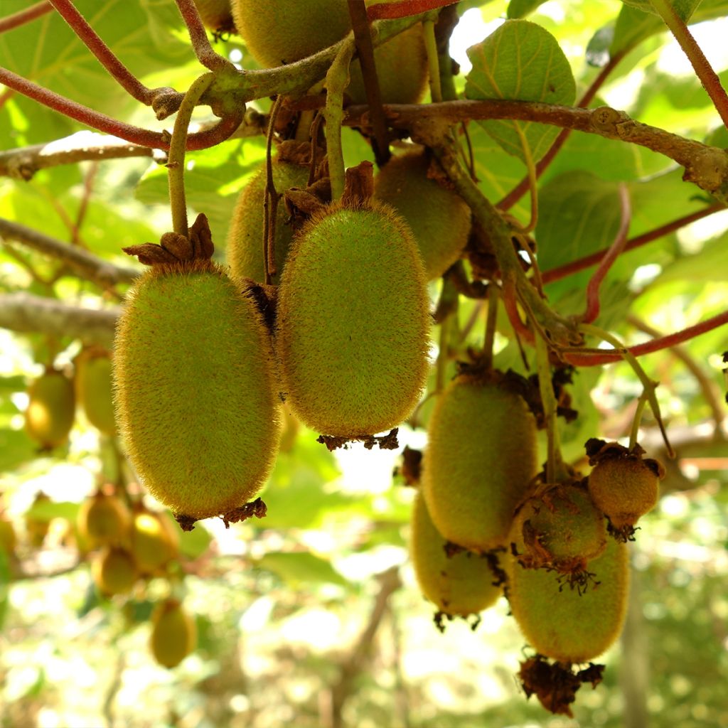 Actinidia deliciosa Boskoop - Chinesischer Strahlengriffel