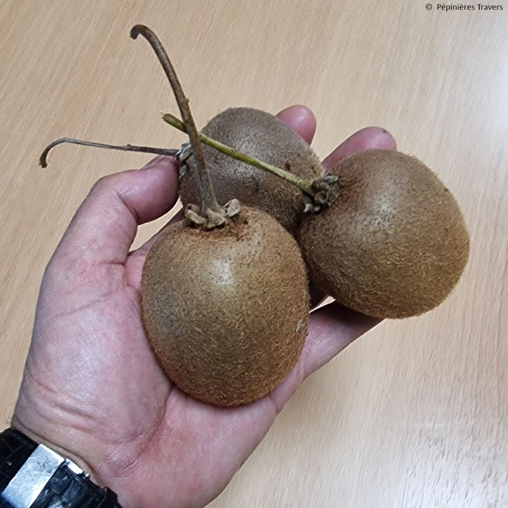 Actinidia chinensis - Chinesischer Strahlengriffel