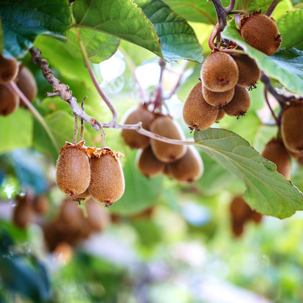 Actinidia chinensis - Chinesischer Strahlengriffel