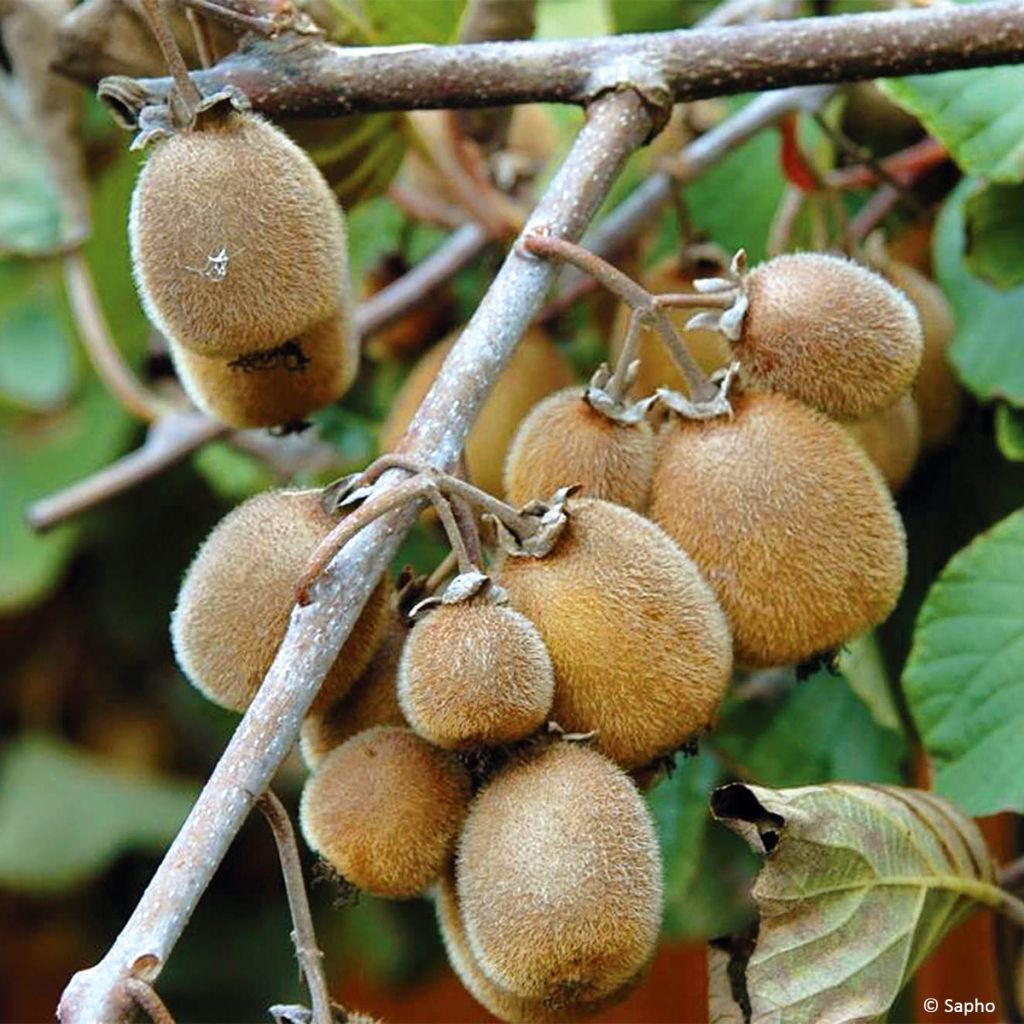 Actinidia chinensis Solissimo Bio - Chinesischer Strahlengriffel