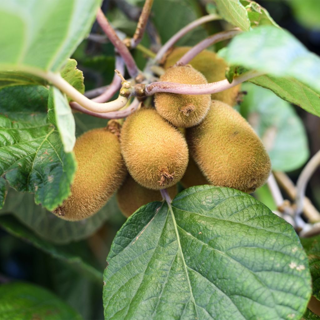 Actinidia chinensis Solo - Chinesischer Strahlengriffel