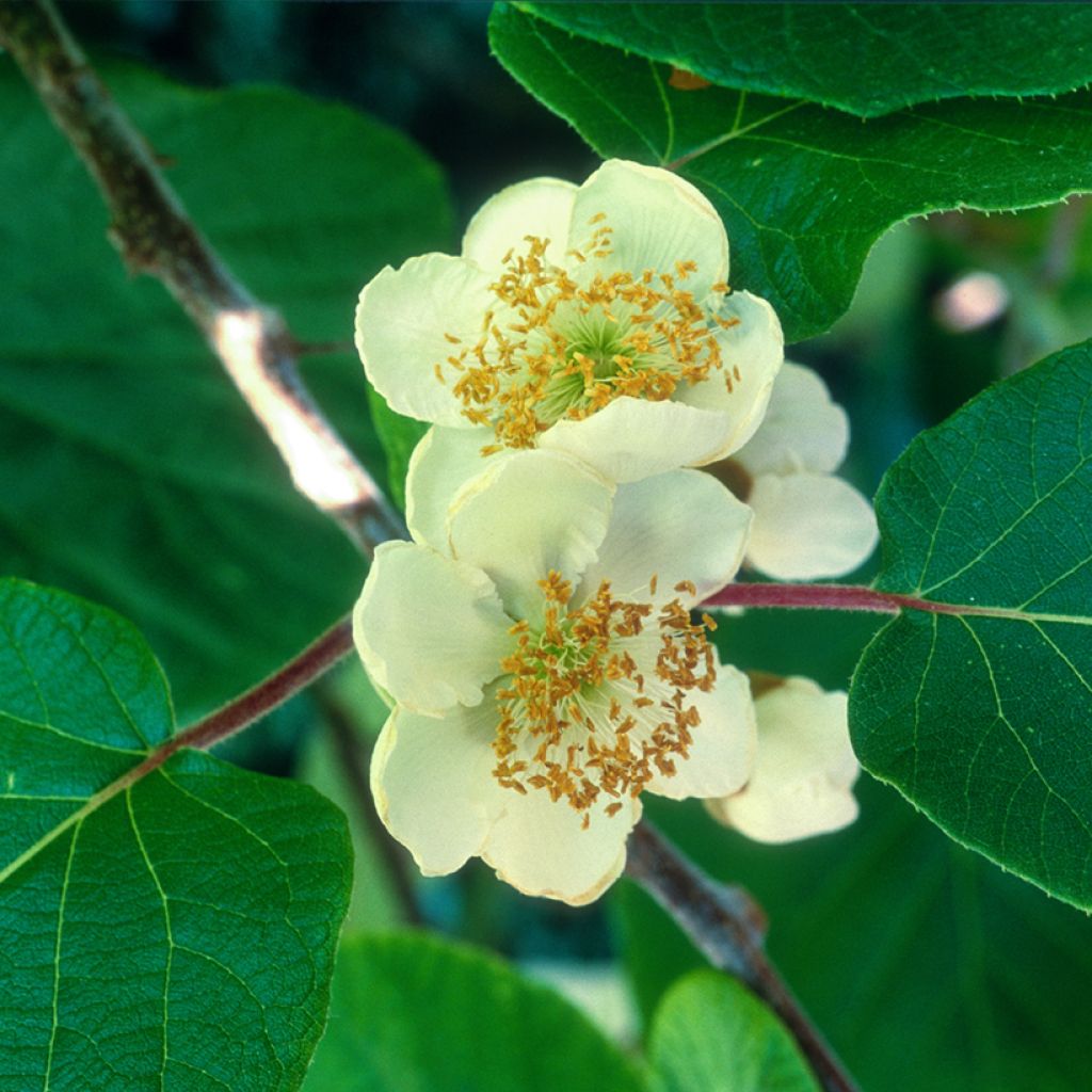 Actinidia deliciosa Kiw'Happy (Männlich) - Chinesischer Strahlengriffel