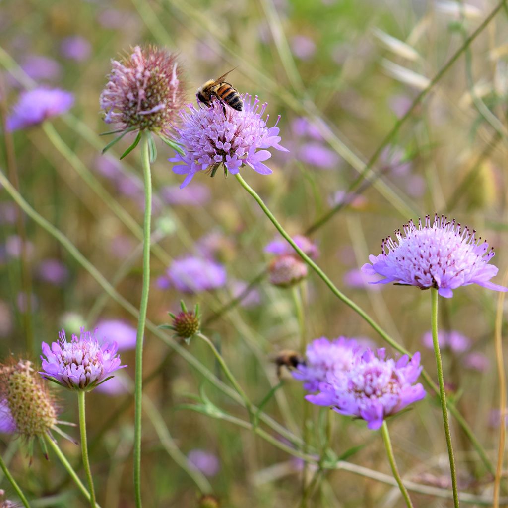 Acker-Witwenblume - Knautia arvensis